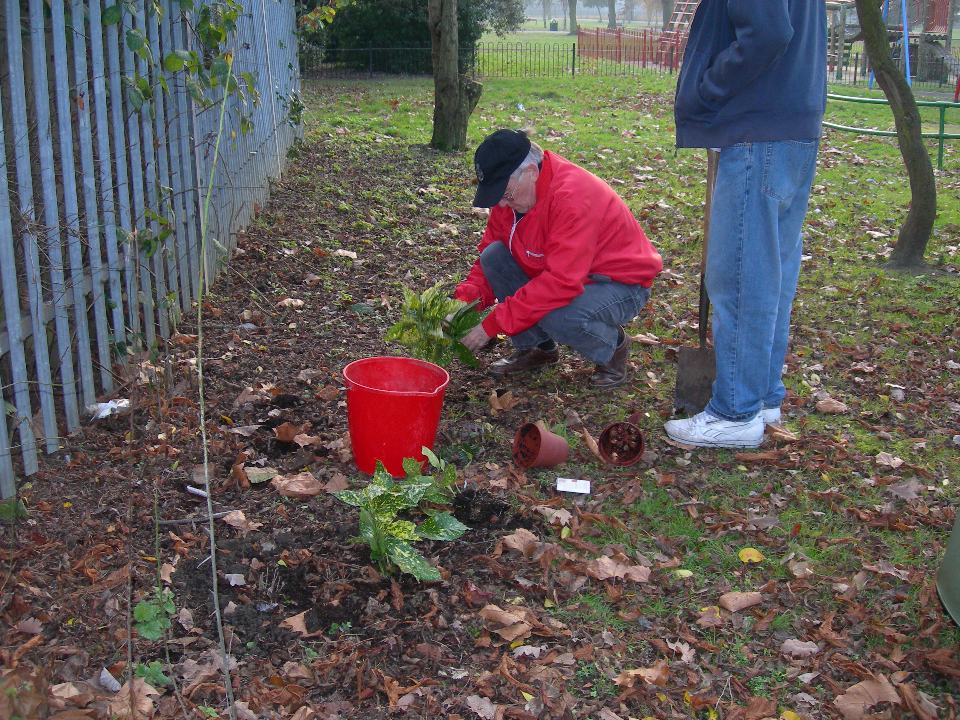 Replanting the Keston Centre boundary fence with Spotted Laurels