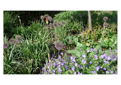 Flowers near Keston entrance