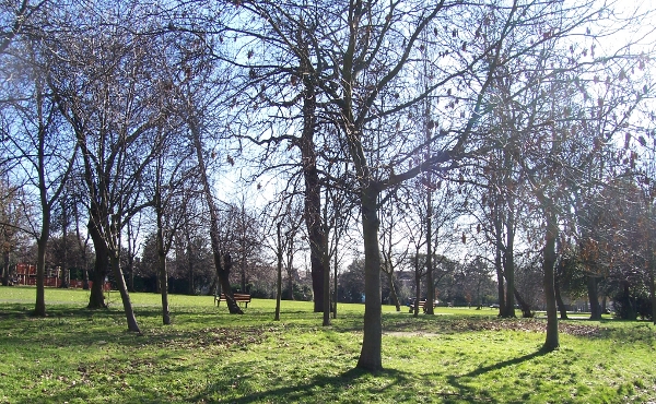 the Lower Wood in March 2010