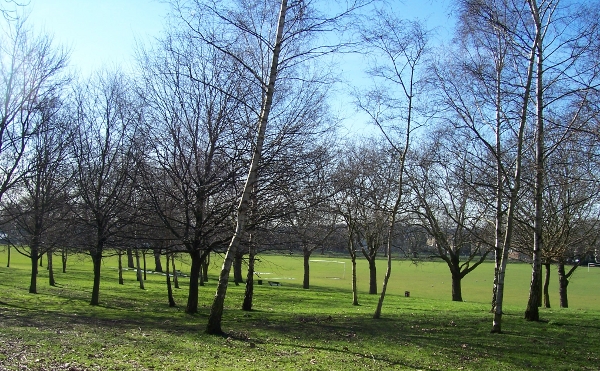 The Birch Coppice in March